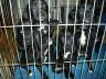 Lab Puppies