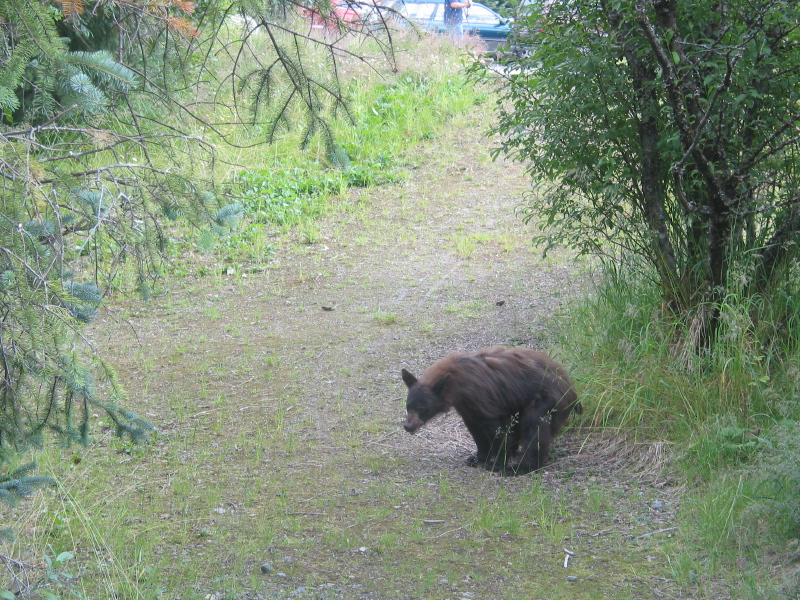 Bear Crap Woods?